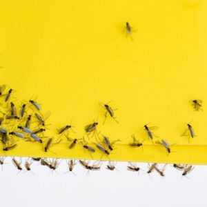 Fly Trap Tape